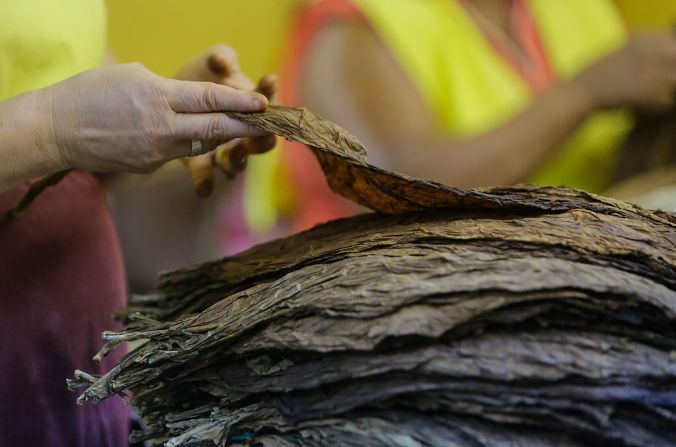 Según un documento de la Organización de las Naciones Unidas para la Alimentación y la Agricultura (FAO, por sus siglas en inglés), la producción de hojas de tabaco ha disminuido en los países desarrollados desde 1990, pero ha aumentado en los países en vías de desarrollo.