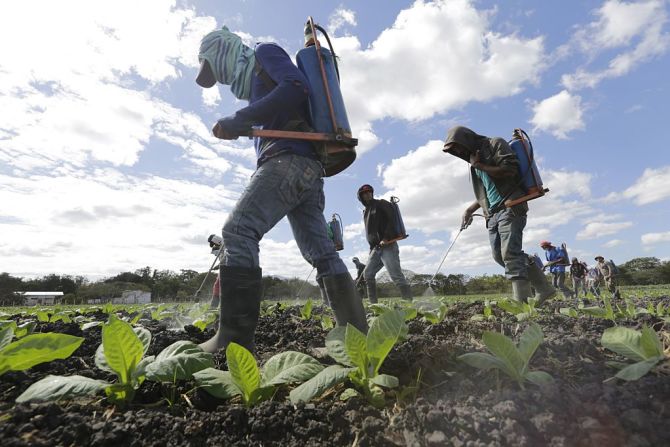 De acuerdo con el informe, Nicaragua exportó el año pasado 178 millones de dólares en tabaco y el mercado estadounidense es el primer destino, con el 84% del total de las ventas.