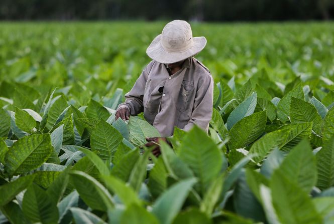 Un hombre trabaja en una plantación de tabaco cerca de Estelí, una ciudad a unos 150 kilómetros de Managua. Nicaragua es uno de los mayores productores de tabaco de América Latina.