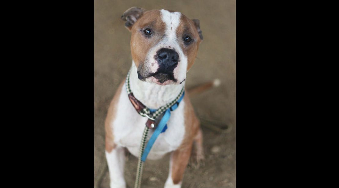 Russ durante su tiempo en el refugio para perros ACCT Philly.