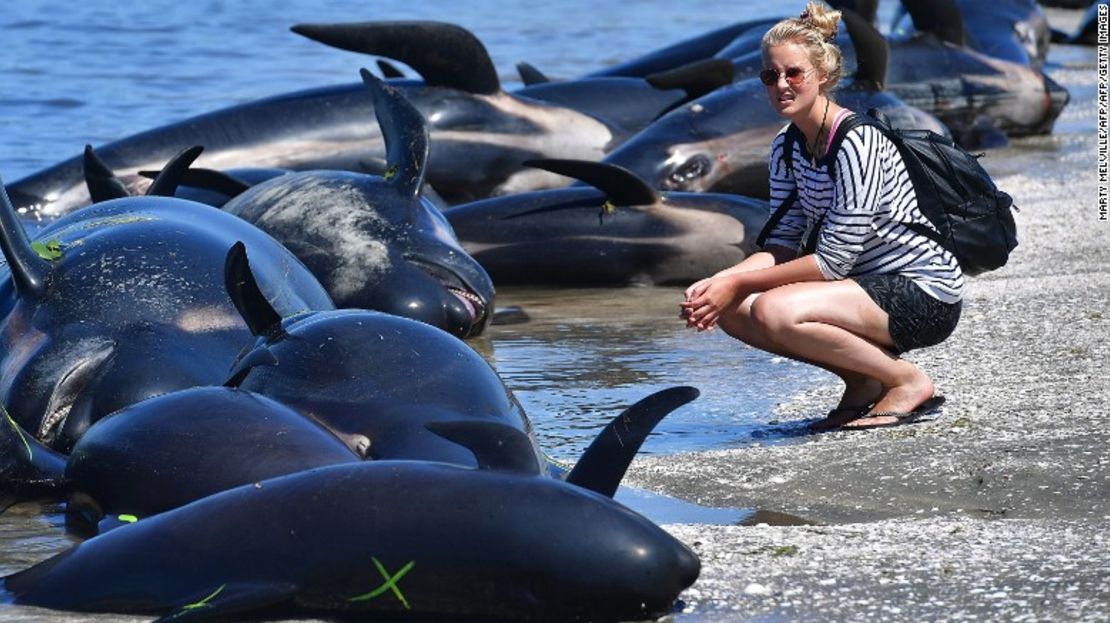 Una mujer observa las ballenas encalladas en la playa de 'Farewell Spit', en Nueva Zelandia, el 11 de febrero del 2017.