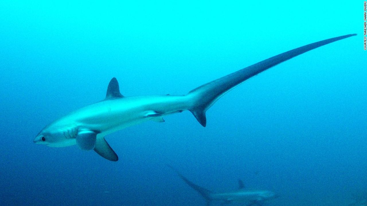 Malapascua (Filipinas) ha sido designado como parque marino para proteger a los tiburones zorro, que pueden llegar a medir hasta 6 metros.