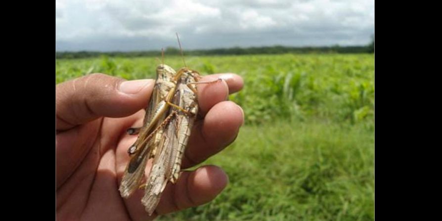 Los técnicos visitaron las zonas afectadas para determinar la población de estos insectos.