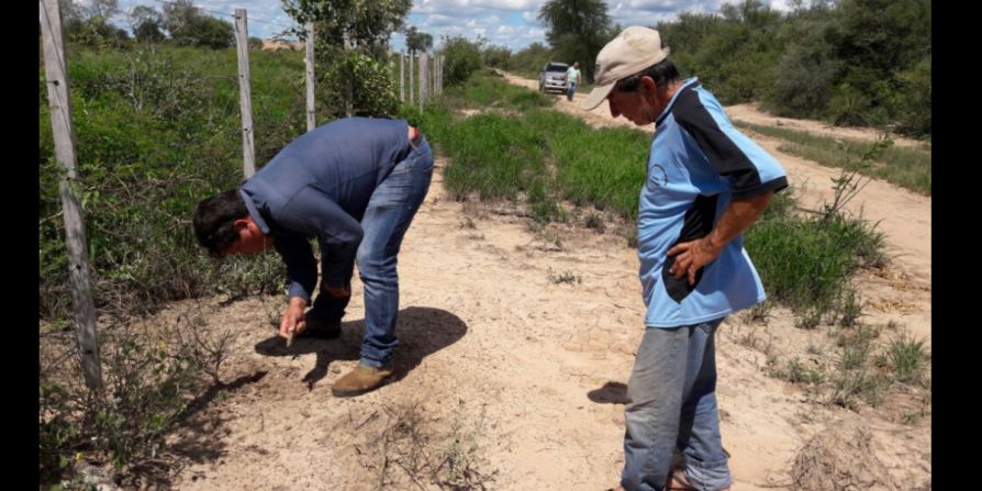 Los técnicos visitaron las zonas afectadas para determinar la población de estos insectos.