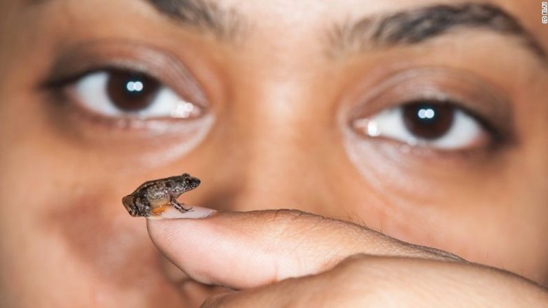 La rana nocturna de Vijayan (cuyo nombre científico es Nyctibatrachus pulivijayani) es una de las nuevas especies clasificadas como miniatura.