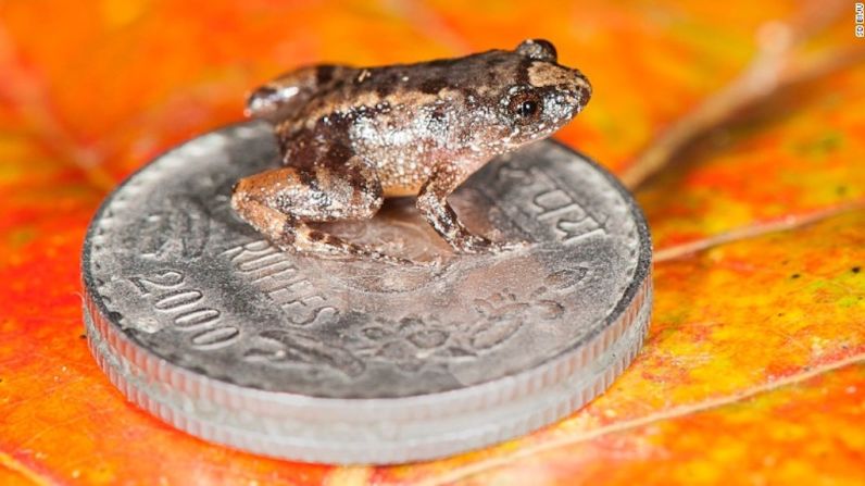 Las ranas fueron descubiertas después de cinco años de investigación en las Ghats occidentales, una cadena montañosa en el suroeste de la India. En esta foto aparece la rana nocturna de Robinmoore (Nyctibatrachus robinmoorei) sentada en una moneda de cinco rupias de la India.