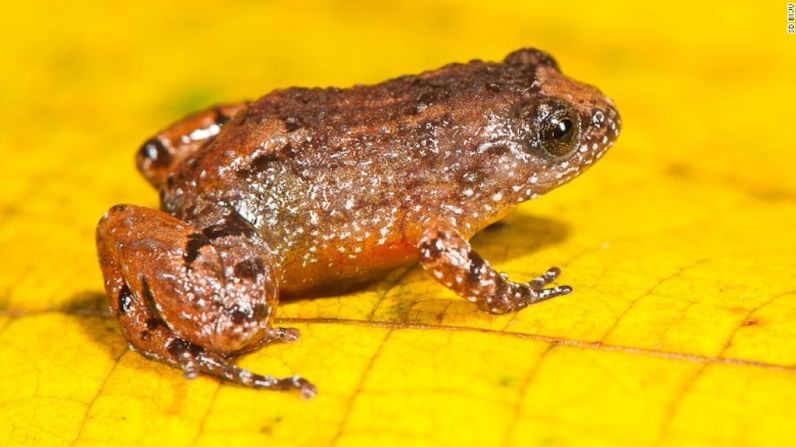 Las ranas miniatura prefieren la tierra en vez del agua y no tienen patas palmeadas. Esta es la rana nocturna Manalar, cuyo nombre científico es (Nyctibatrachus manalari).