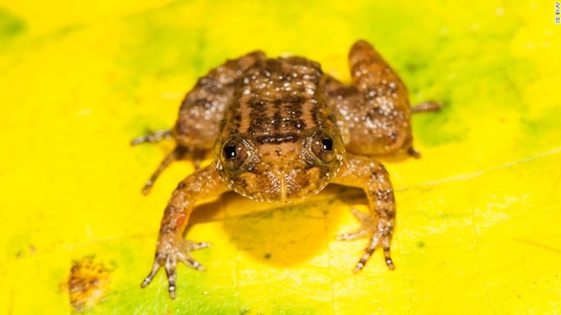 Las ranas miden entre 12,2 y 15,4 milímetros. Esta es otra de las nuevas especies: la rana nocturna de Athirappilly (Nyctibatrachus athirappillyensis).