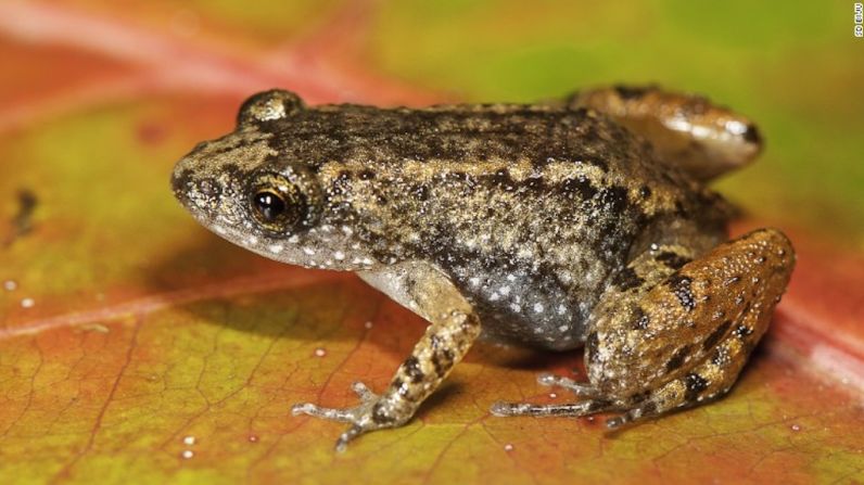 Más de 1.581 nuevas especies de anfibios han sido descubiertas en todo el mundo en la última década. Después de Brasil, las Ghats son el segundo lugar en el mundo donde más se han descubierto nuevas especies.