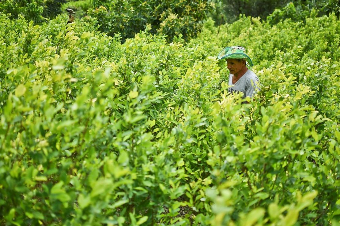 Un campesino cultivador de coca en Nariño, Colombia