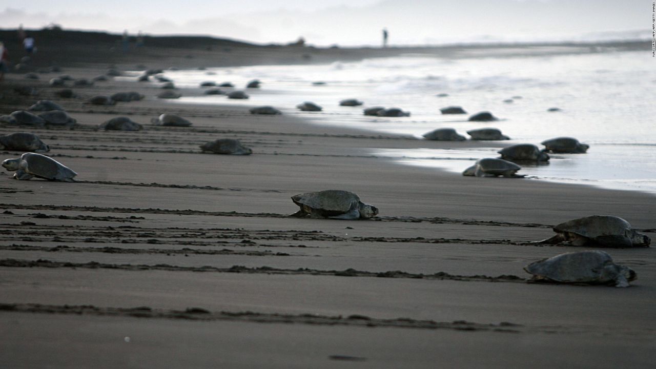 CNNE 386294 - tortugas costa rica