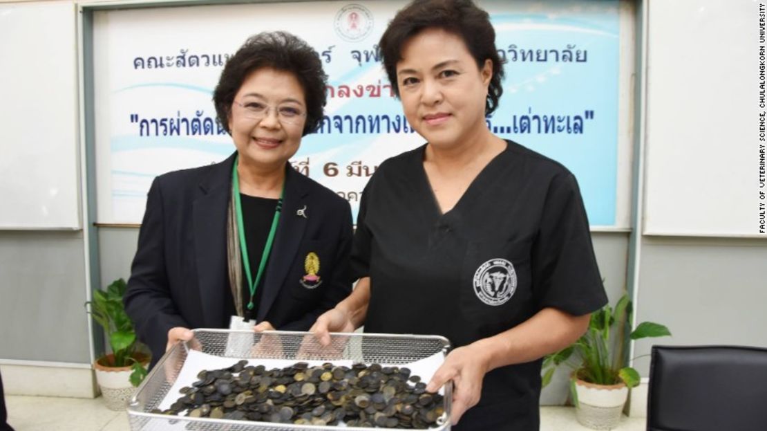 Veterinarios de la Universidad de Chulalongkorn muestran las monedas que extrajeron del interior de la tortuga verde marina.