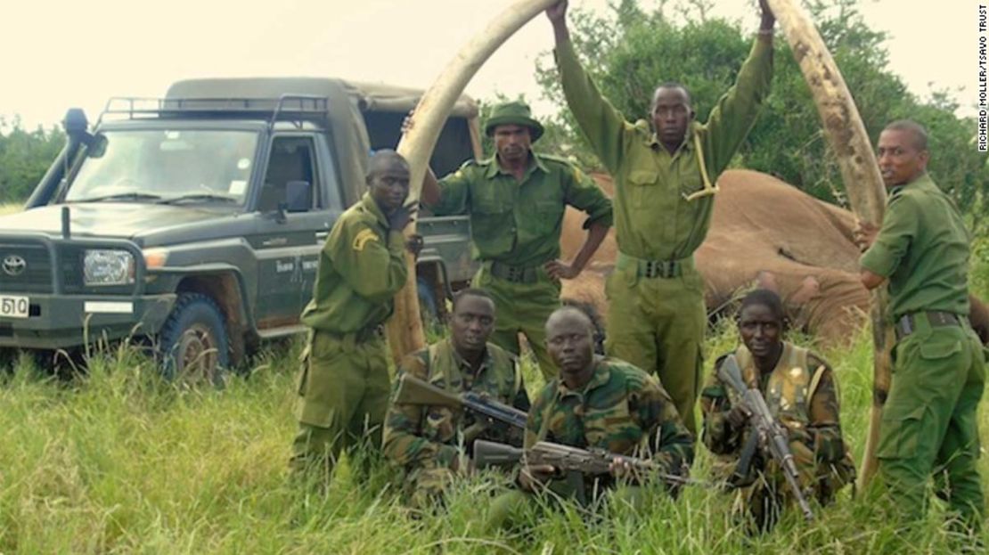 Guardaparques posan con los enormes colmillos del elefante Satao II, que fueron recuperados antes de que cayeran en manos de cazadores que podían venderlos en el mercado negro.