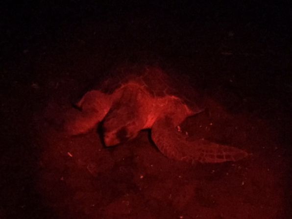 En la noche las tortugas solo se pueden observar con luz roja.