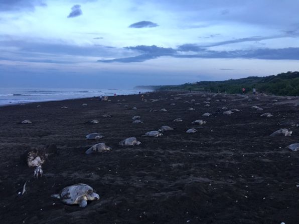 Al amanecer ya las tortugas son visibles, cientos anidan de forma sincronizada.