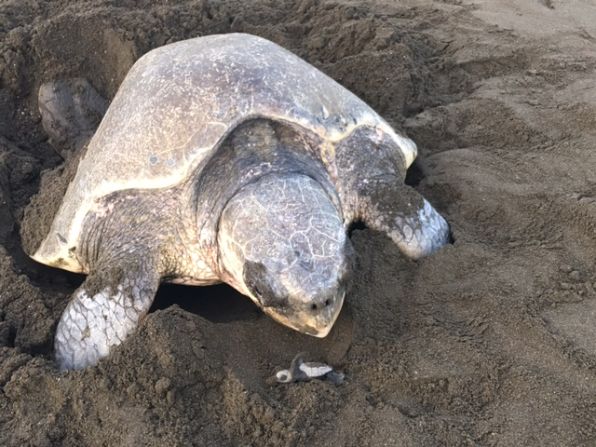 En este viaje de CNN observamos a unas tortugas anidar y a otras dar sus primeros pasos.