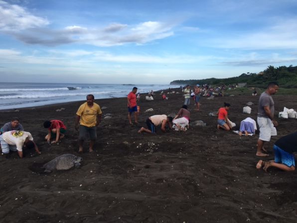 La extracción legal de huevos de tortuga se puede realizar durante tres días y solo temprano en la mañana.