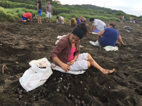 Las tortugas anidan sobre los huevos de otras y eso hace que gran cantidad se pierda, por lo que la extracción en esta playa para los asociados de la ADIO es permitida.