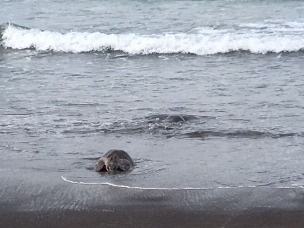 Para Tom Miller, proveniente Canadá, la arribada de esta especie es “fantástica, sobre todo cuando se observa a las tortugas que salen de sus huevos y procuran llegar el mar”.