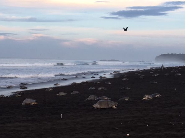 El nombre científico de la tortuga lora es lepidochelys olivácea, mide entre 55 y 75 centímetros y puede llegar a pesar más de 40 kilos.