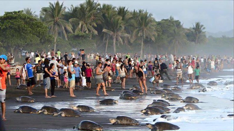 En 2015. cientos de visitantes tocaron a los animales, pisaron nidos y obstruyeron el camino de las tortugas.