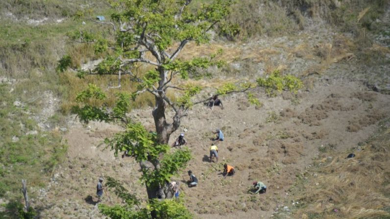 La vegetación también resultó seriamente afectada por el paso del huracán Matthew, en octubre pasado.