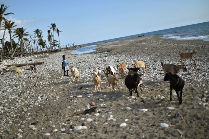 Un niño camina con algunas cabras en una playa afectada por el huracán Matthew, en octubre del 2016, en el suroccidente de Haití.