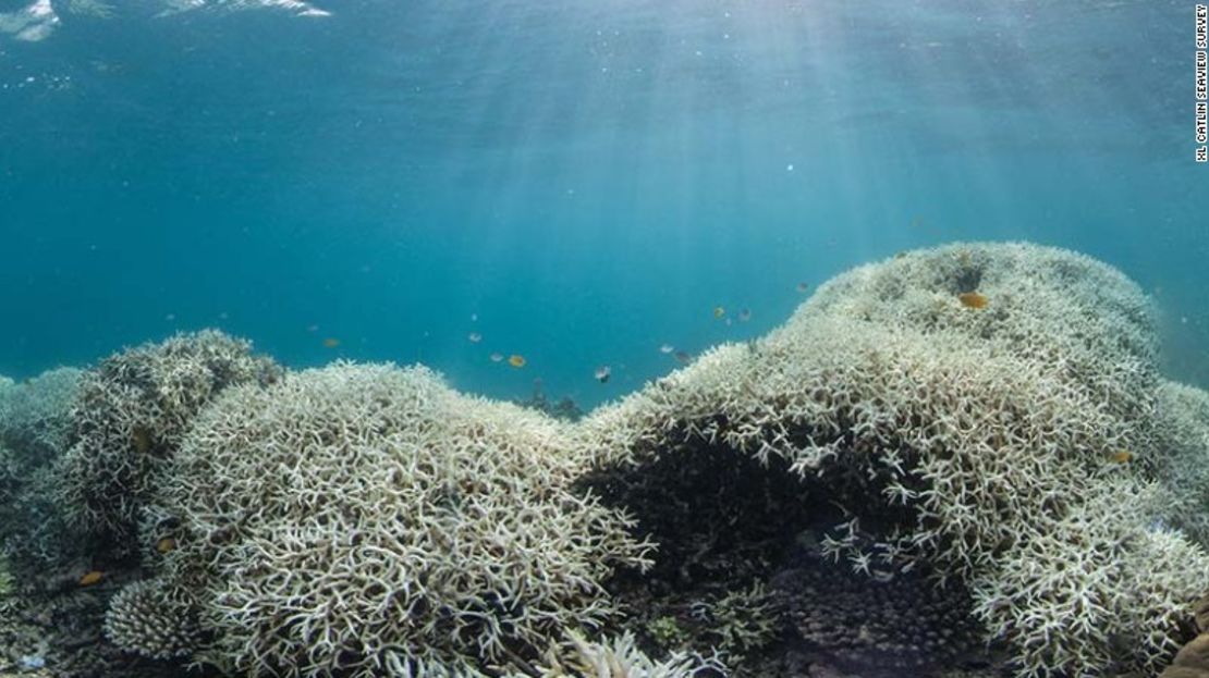 Esta foto tomada en marzo del 2016 muestra el dramático decoloramiento del coral de la Gran Barrera de Australia.