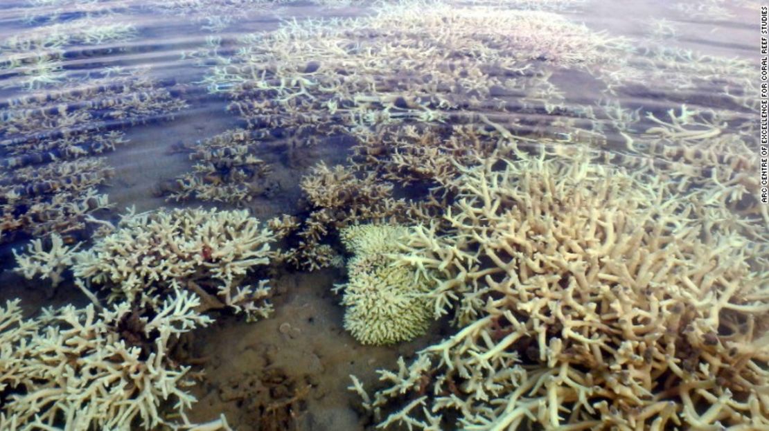 Blanqueamiento extensivo en los corales de la Gran Barrera de Coral de Australia, en una foto tomada a principios del 2017.