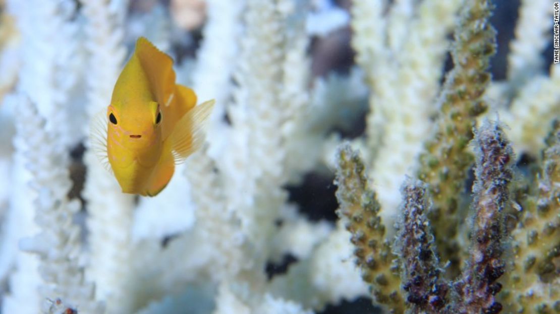 Muchos peces dependen del hábitat que les provee un coral saludable.