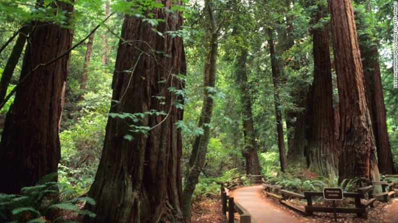 Área Nacional de Recreación Golden Gate — El Servicio de Parques Nacionales de Estados Unidos registró una cifra récord de 331 millones de visitas durante 2016, el año de su centenario. El Área Nacional de Recreación Golden Gate fue el lugar más visitado del Servicio de Parques Nacionales alcanzando 15,6 millones de visitas ese año. Los excursionistas pueden ver estos viejos árboles de secoya en Muir Woods, que es parte del área del parque Golden Gate en San Francisco, California.