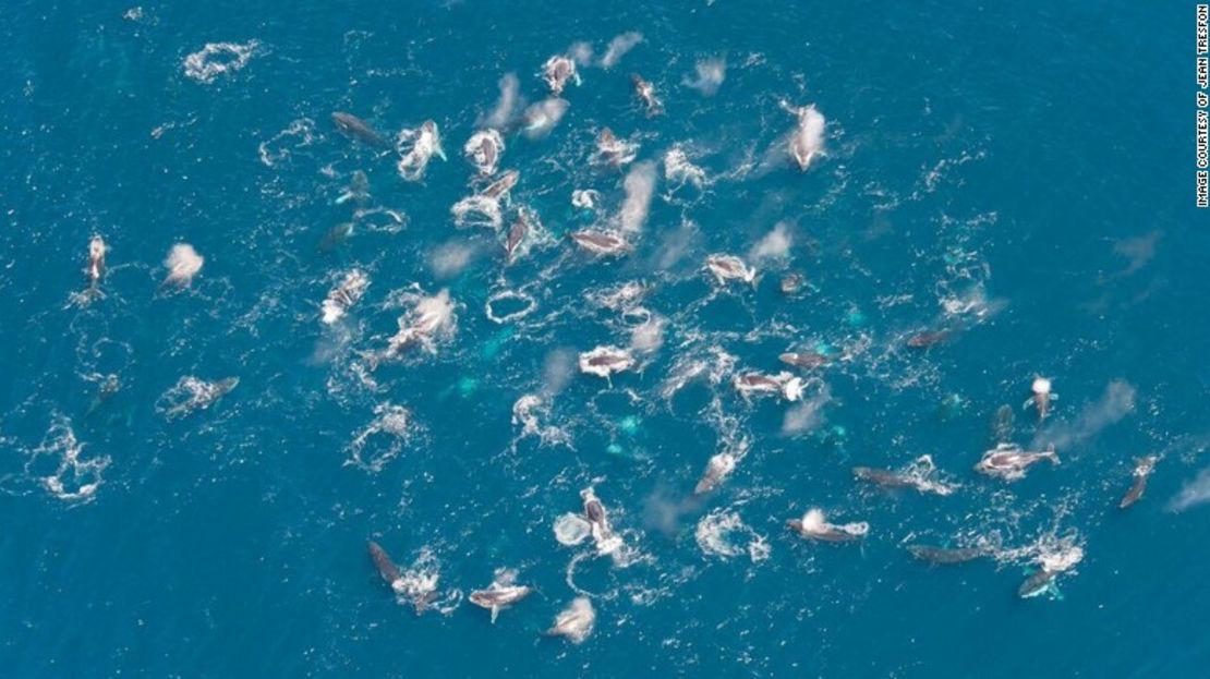 Un “supergrupo” de ballenas jorobadas fueron registradas en esta imagen tomada al oeste de Crayfish Factory, en la costa occidental de la Península del Cabo, Sudáfrica.