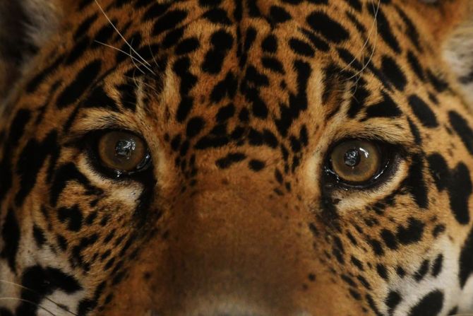 El jaguar es el único felino nativo de Norte y Sur América; en El Salvador ya está completamente extinto.