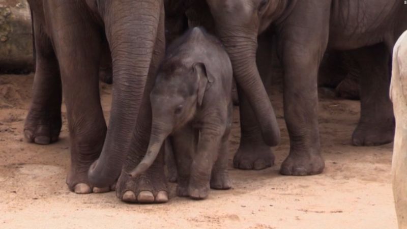 Y la nueva sensación del zoológico de colonia es… un elefante bebé | cnn