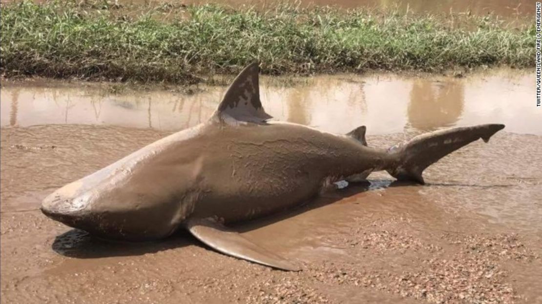 ¿Shark-nado? El ciclón Debbie arrastró hasta una calle a un tiburón toro