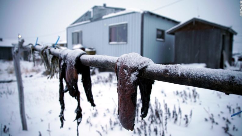 Las carnes locales, incluyendo la de foca, cuelgan para secarse en el pueblo. El aceite de foca, que sale de la grasa del animal, es fundamental para los Inuits, la tribu que vive en este pueblo de Alaska.