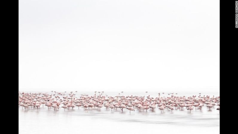 La mejor fotografía de vida salvaje fue esta de unos flamencos en Namibia. © Alessandra Meniconzi, Switzerland, 1st Place, Open, Wildlife, 2017 Sony World Photography Awards