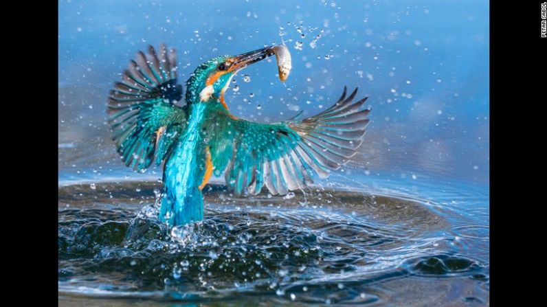 El primer lugar de Croacia capturó en pleno vuelo a un ave y su presa. Copyright: © Petar Sabol, Croatia, 1st Place, National Awards, 2017 Sony World Photography Awards