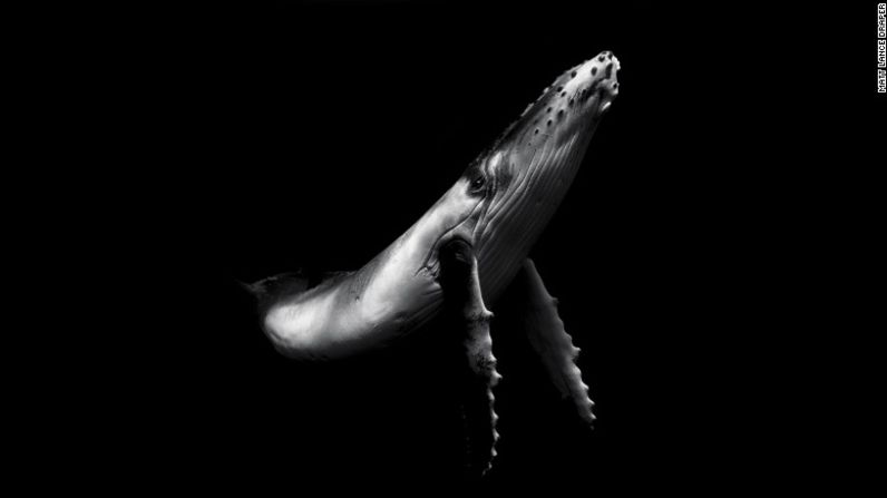 En Tonga, esta ballena nada pacíficamente.Copyright: © Matt Lance Draper, New Zealand, 2nd Place, National Awards, 2017 Sony World Photography Awards