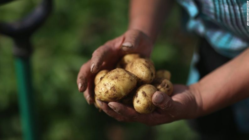 Papas — Las papas pueden ser venenosas especialmente si son consumidas cuando tienen un color verde.