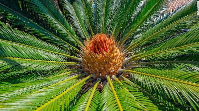 Plantas cícadas — Dos toxinas que contiene la planta —conocidas como cycasin y BMMA— deben ser removidas antes de que pueda ser comida de manera segura.