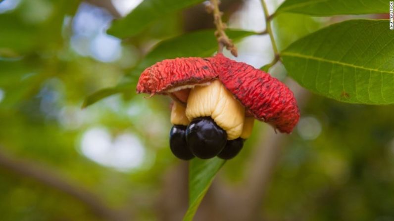 Ackee — La fruta nacional de Jamaica contiene el mismo veneno que el lichi cuando está sin madurar y puede causar varias enfermedades. Usualmente es cocido antes de servirlo con pez salado.