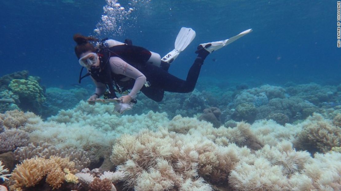 Un buzo inspecciona el blanqueamiento de la Gran Barrera de Coral de Australia, en marzo del 2017.