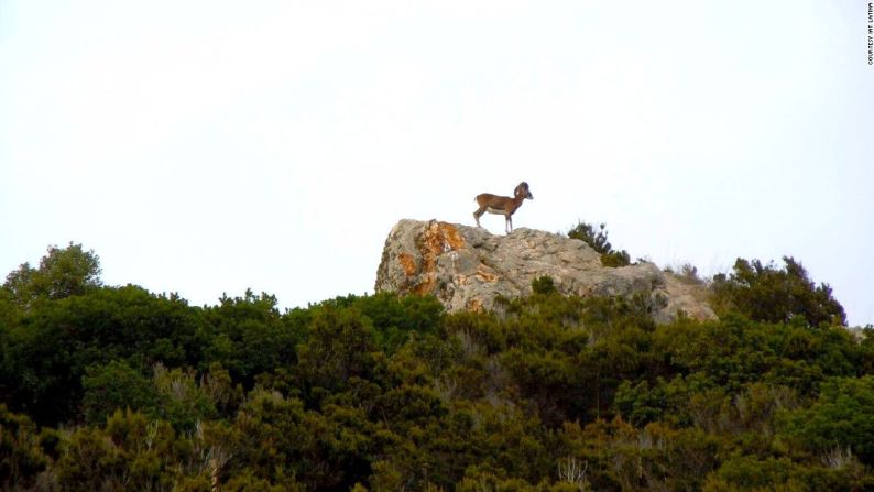 Habitantes únicos — Introducidas a la isla por la aristocracia italiana para hacer la cacería más divertida, los muflones —ovejas salvajes con grandes cuernos curvos— son ahora los únicos habitantes permanentes.