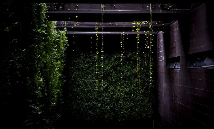 Groncol propone cubrir techos y paredes con vegetación, para limpiar la contaminación del aire bogotano que se genera por la cantidad de vehículos que circulan día a día en la ciudad.