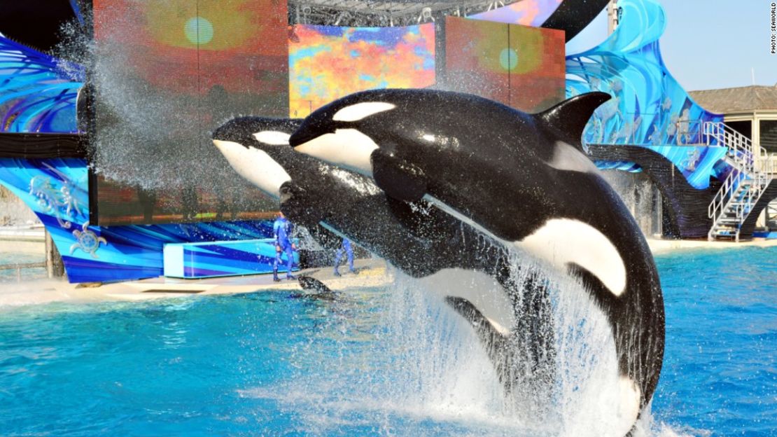 SeaWorld dejó de usar orcas en sus espectáculos desde hace un año.