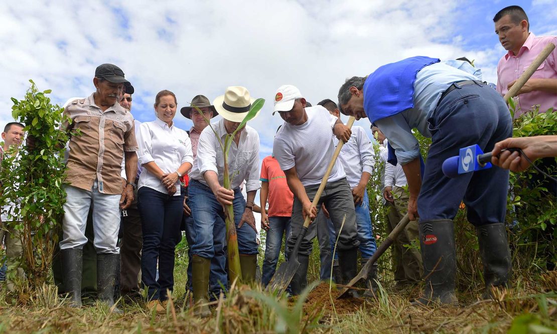 Arrancando una mata de coca y remplazándola por una de plátano, Juan Manuel Santos, el alto Consejero Rafael Pardo y el embajador estadounidense Kevin Whitaker iniciaron en La Uribe (Meta) el programa de sustitución en Colombia.