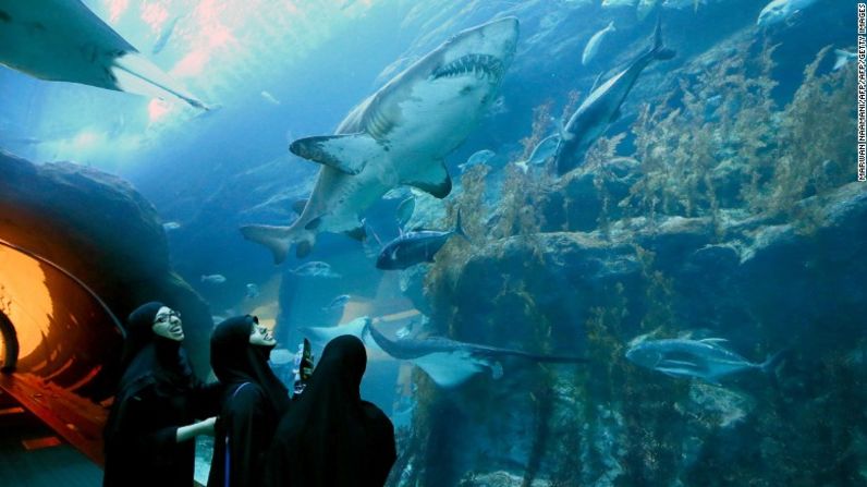 Los visitantes del Dubai Mall pueden observar el Acuario y el Zoológico Submarino, que alberga una gran piscina de tiburones. Sí, Dubai está en el desierto. Lo sabemos. Es parte de esa ciudad de superlativos.