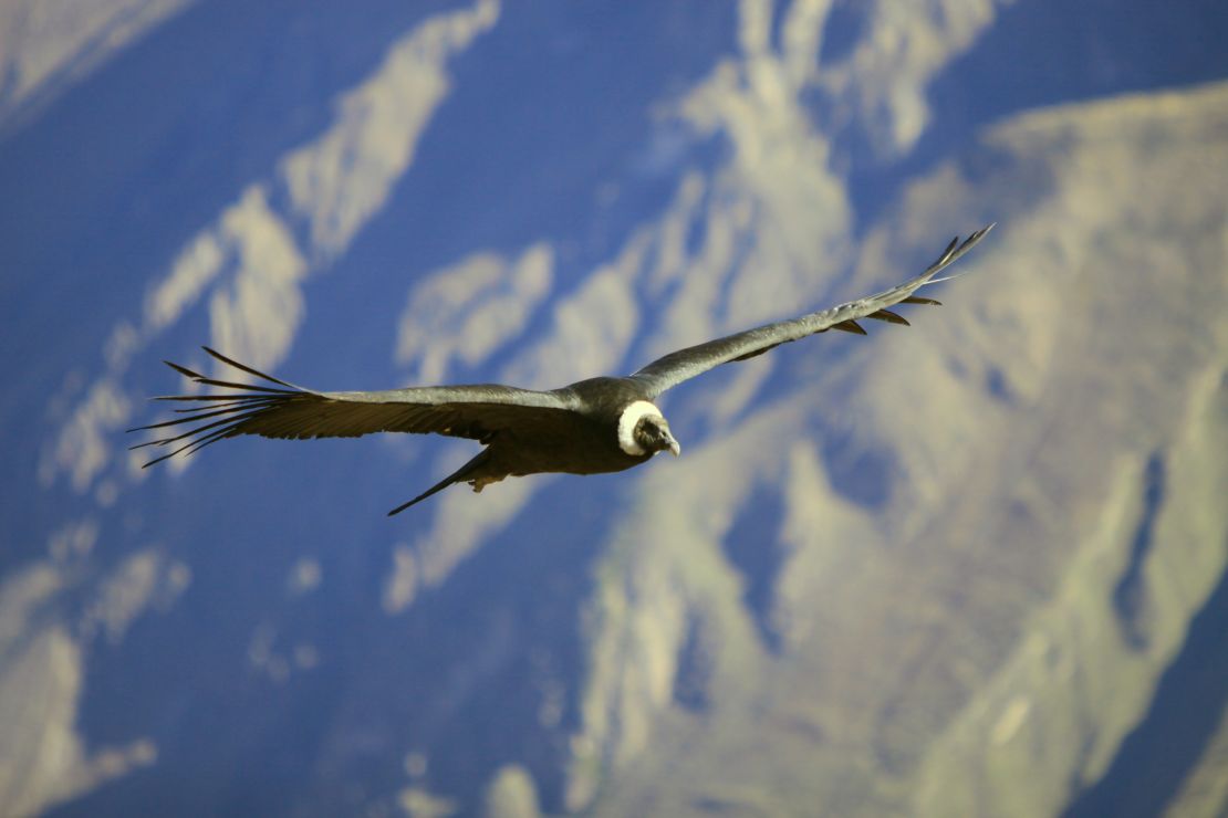 El Cóndor de los Andes es una de las aves más grandes del planeta.