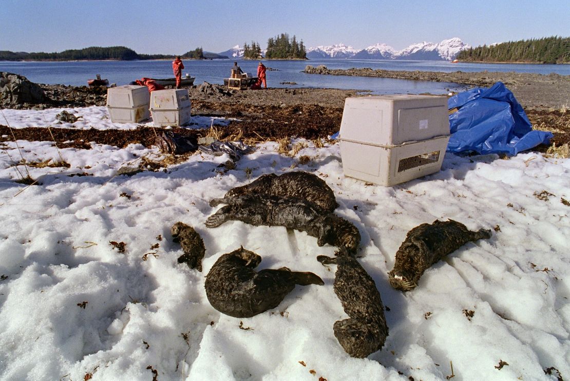 Fotografía del 3 de abril de 1989 en la que se ven varias nutrias muertas tras el desastre Exxon Valdez en Alaska.